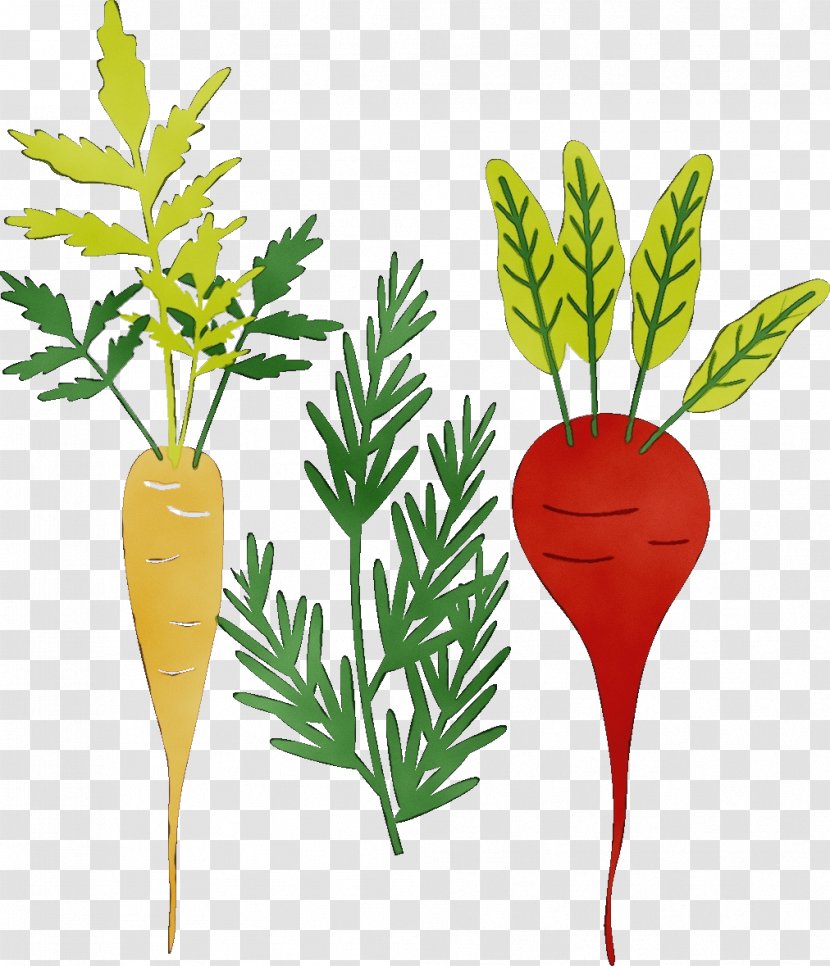 Carrot Vegetable Root Greens Food - Herb Vascular Plant Transparent PNG
