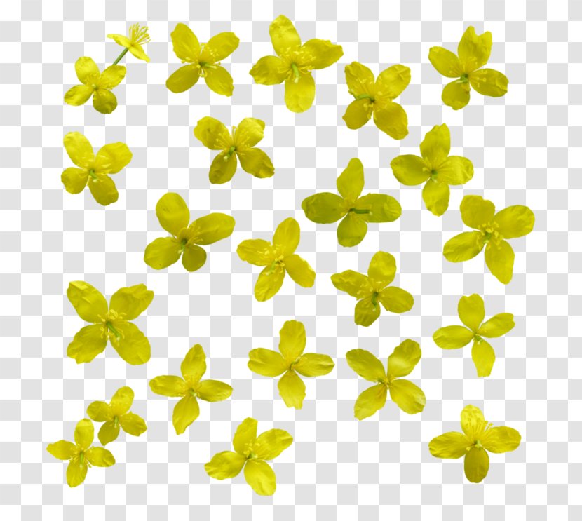 Yellow Flower Data - Leaf Transparent PNG