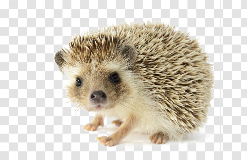 The Hedgehog And Fox Pet Domesticated Dog - Fauna Transparent PNG