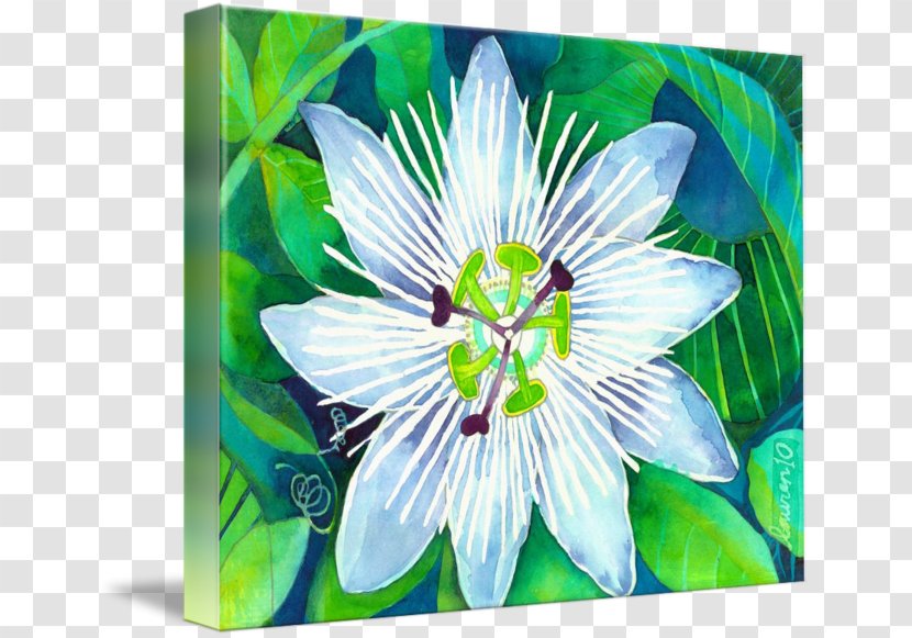 Passion Flower Imagekind Art Passiflora Subpeltata Poster - Symmetry Transparent PNG