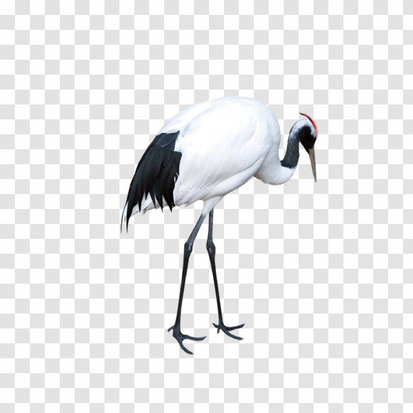 Red-crowned Crane Download - Stork Transparent PNG