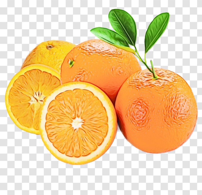 Orange - Watercolor - Clementine Valencia Transparent PNG