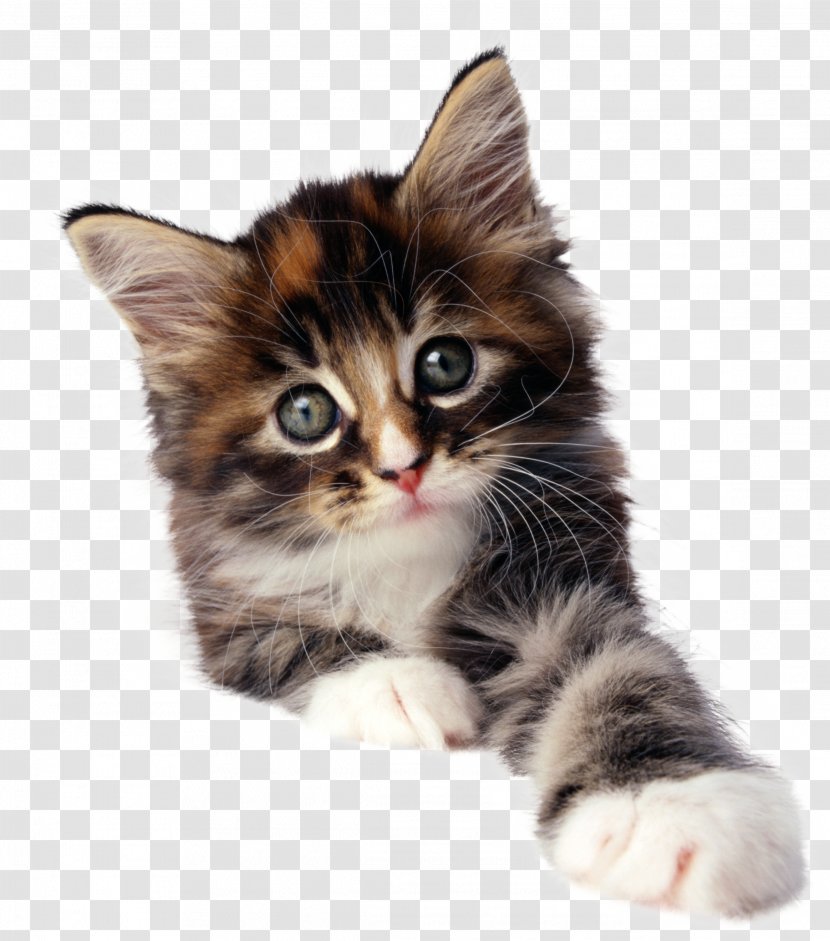 Kitten Pet Sitting Cat Puppy - Mammal Transparent PNG