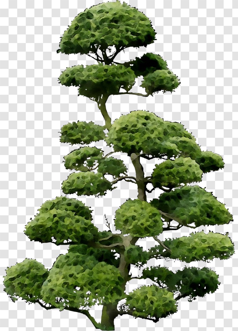Cloud Tree Bonsai Shrub - Plant - Flowering Transparent PNG