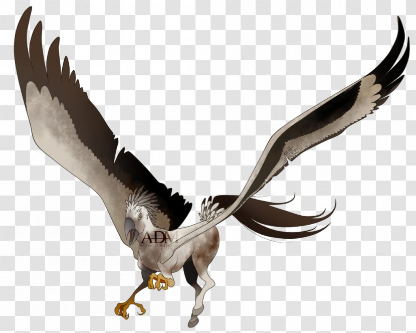 Eagle Vulture Fauna Beak Feather - Accipitriformes Transparent PNG