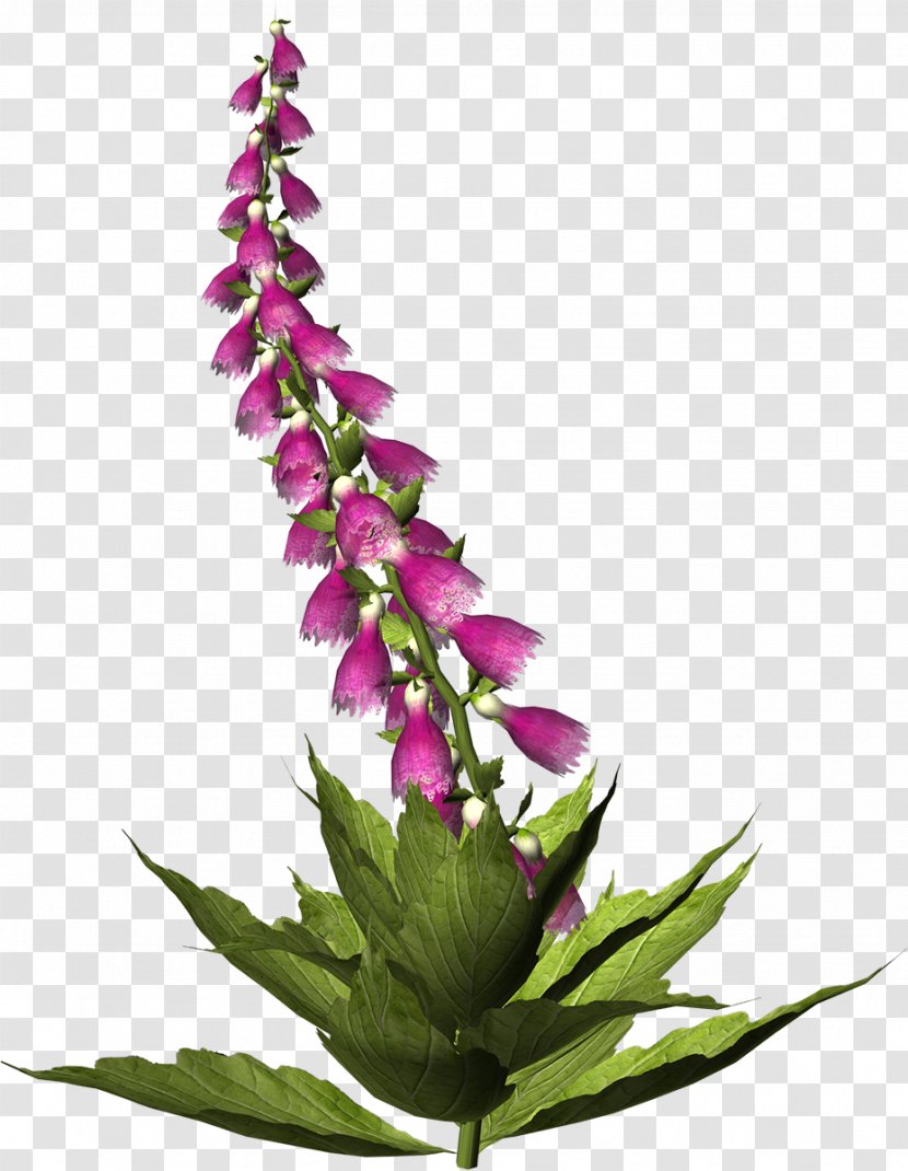 Cut Flowers Floral Design Clip Art - Leaf - Flower Transparent PNG