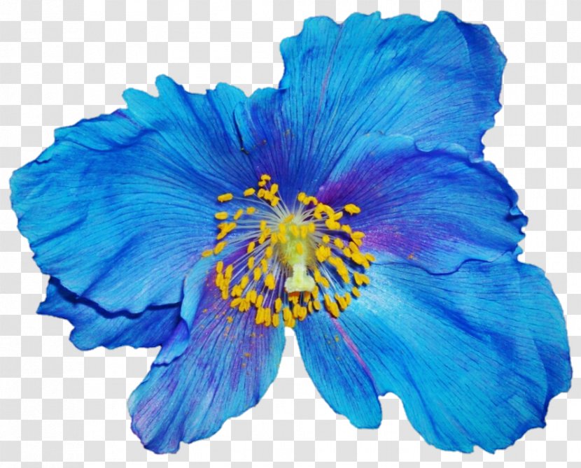 Papaver Nudicaule Poppy Flower Blue Annual Plant Transparent PNG