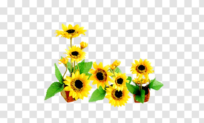 Common Sunflower Download Icon - Flower Transparent PNG