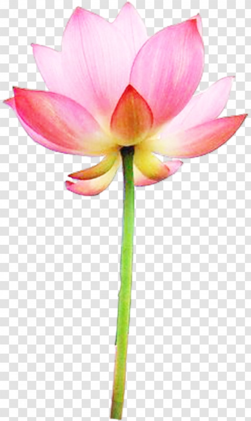 Icon - Amaryllis Belladonna - Lotus Transparent PNG