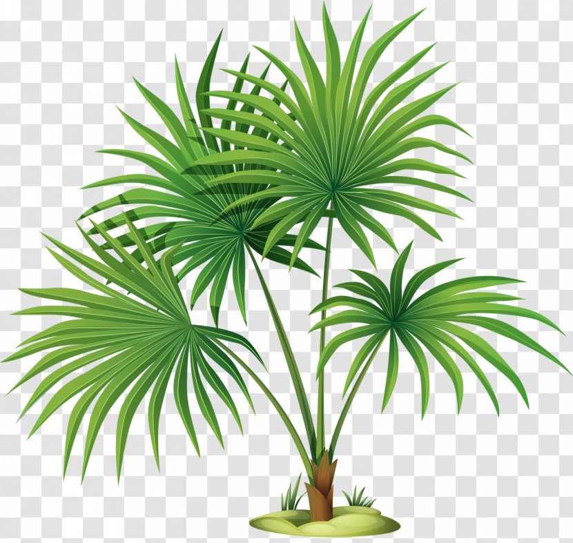 Mexican Fan Palm Trees Clip Art Vector Graphics Illustration - Flowering Plant - Adelaida Transparent PNG