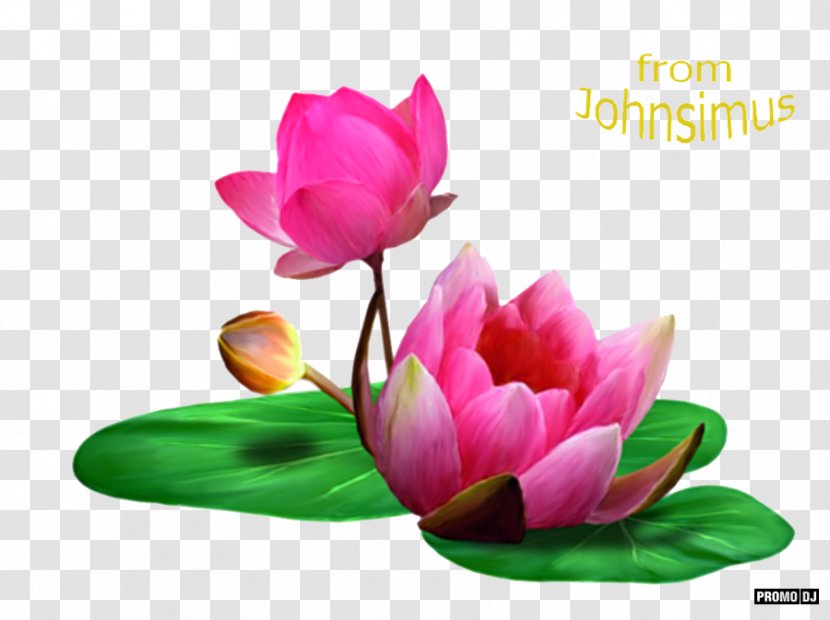 Magnolia Family Lotus - Sacred Transparent PNG