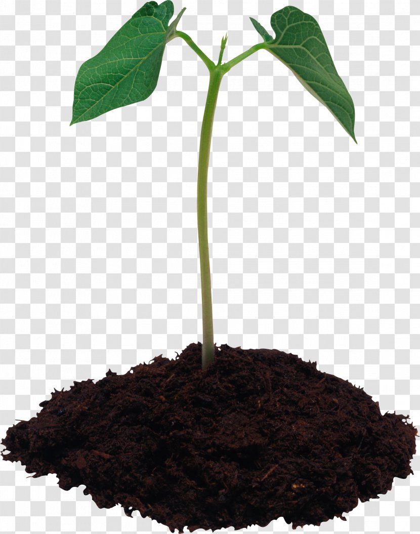 Potting Soil Concimazione Fertilisers Leaf Transparent PNG