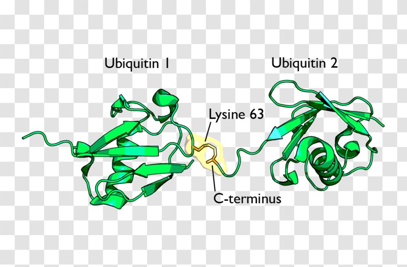 Ubiquitination Lysine Protein Proteasome - Tree - Silhouette Transparent PNG