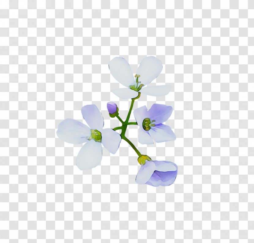 Desktop Wallpaper Computer Flowering Plant Plants - Bellflower - Lobelia Transparent PNG