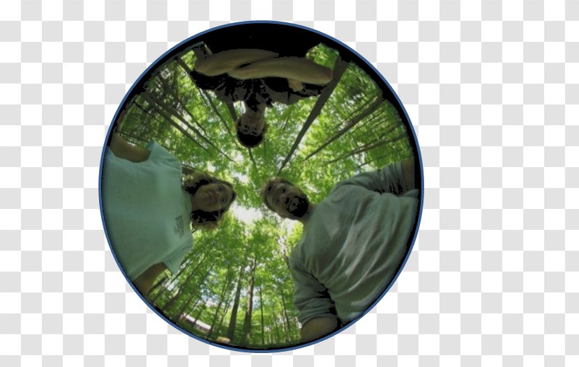 Copyright Ecosystem Photograph Tree Forest - Wide Angle Transparent PNG