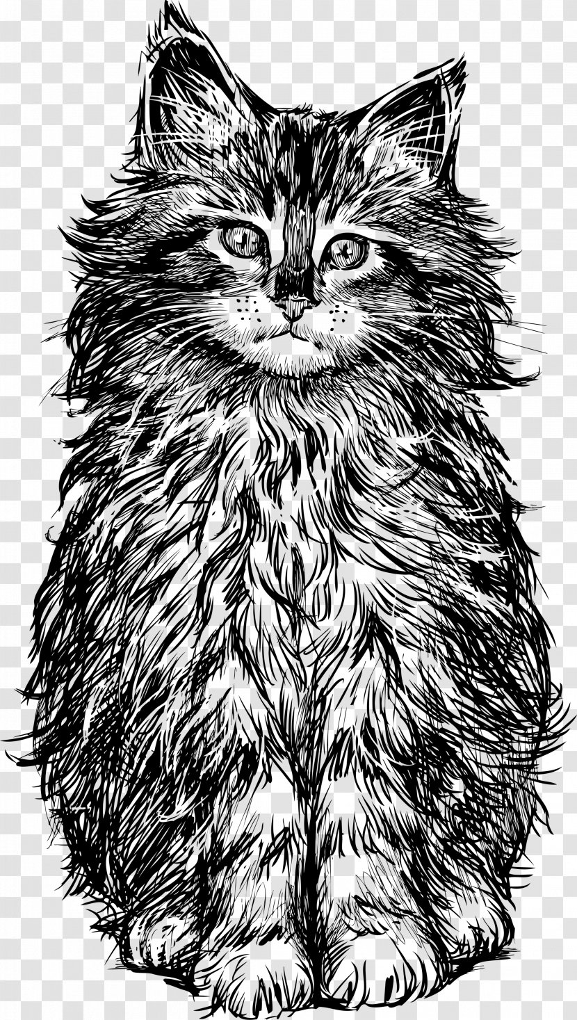 Cat Kitten Drawing - Vertebrate - Vector Transparent PNG