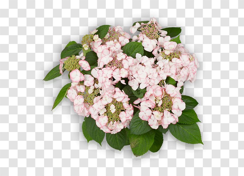 Hydrangea Cut Flowers Pink Shrub - Facebook - Flower Transparent PNG