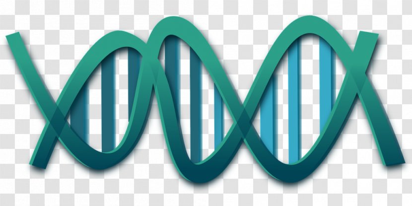 DNA Nucleic Acid Double Helix Genetics Clip Art - Dna Transparent PNG