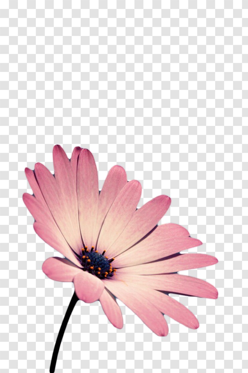 Gerbera Jamesonii - Transvaal Daisy - Fuchsia Transparent PNG