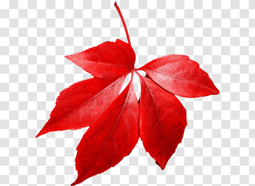 Red Maple Autumn Leaf Color Transparent PNG