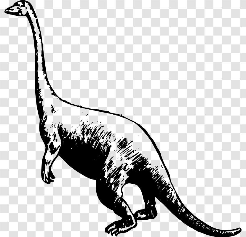 Tyrannosaurus Dinosaur Apatosaurus Drawing Clip Art Transparent PNG