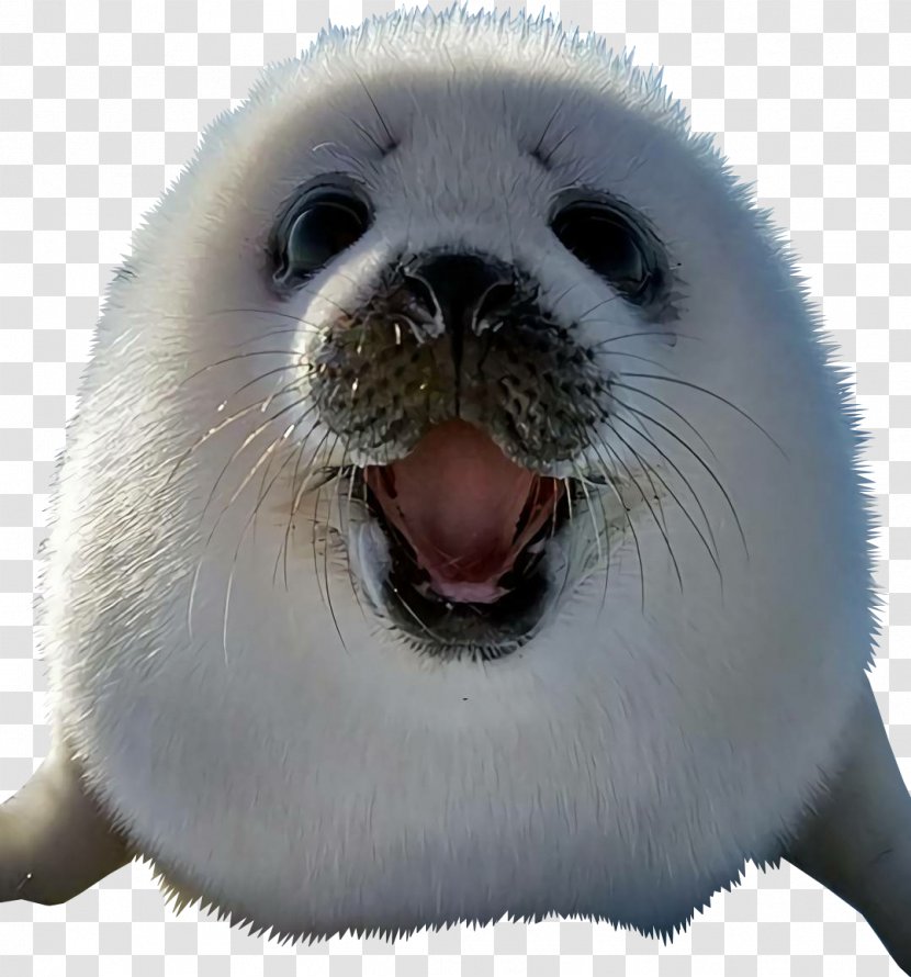 Earless Seal Baby Harp Seals Drawing Cat Transparent PNG