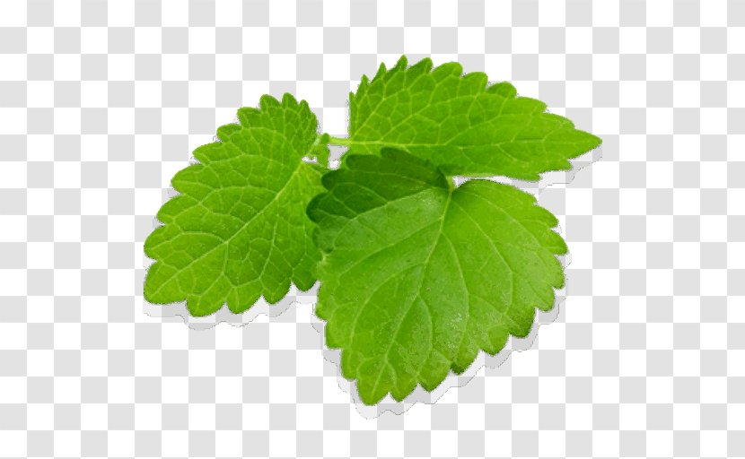 Lemon Balm Medicinal Plants Tea Mint Herb - Leaf Transparent PNG