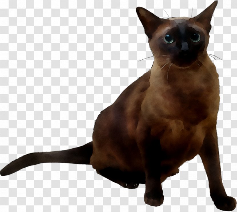 Burmese Cat Siamese Tonkinese Devon Rex Domestic Short-haired Transparent PNG