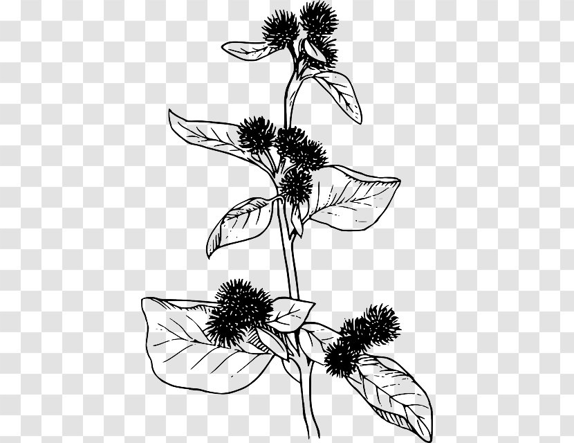 Clip Art Vector Graphics Openclipart Image Greater Burdock - Organism - Botanical Blue Transparent PNG