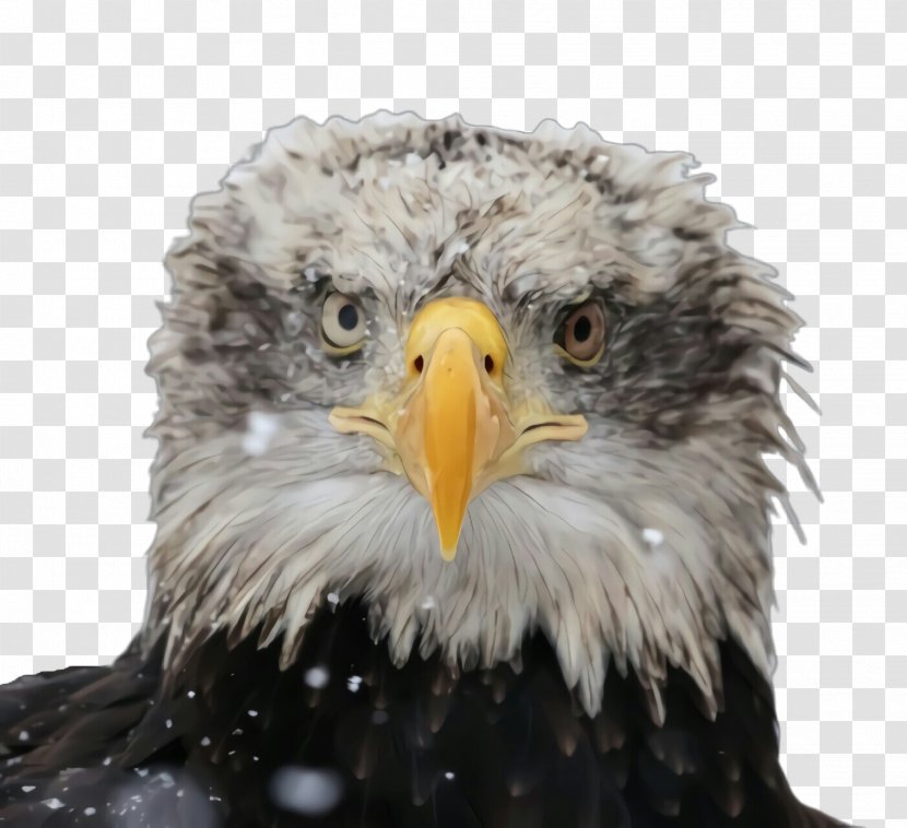 Feather - Sea Eagle - Closeup Transparent PNG