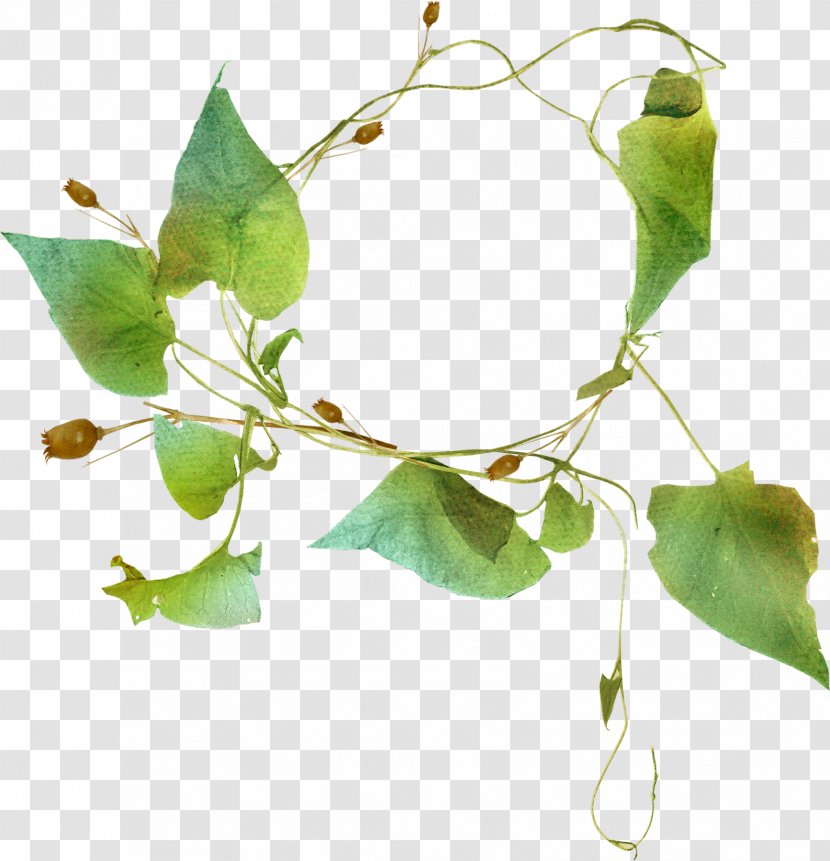 Download Ipomoea Nil Leaf - Tree - Beautiful Foliage Ring Transparent PNG