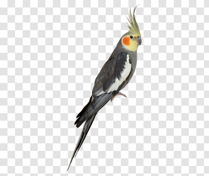 Cockatiel Cockatoo Budgerigar Bird Stock Photography - Feather - Parrot Transparent PNG