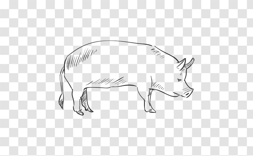 Pig Drawing - Tail - Drawn Transparent PNG