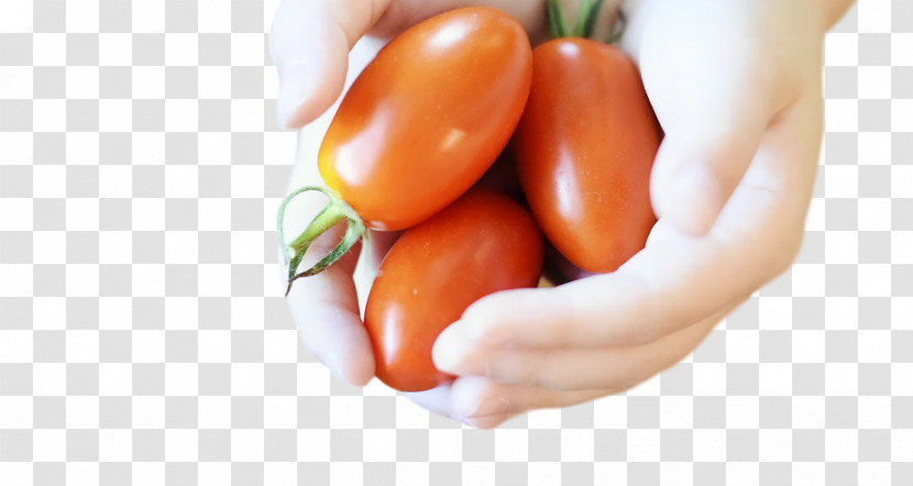 Tomato Transparent PNG