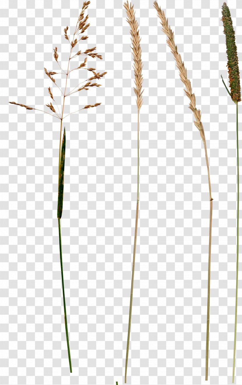 Digital Image Clip Art - Sweet Grass - Wheat Transparent PNG