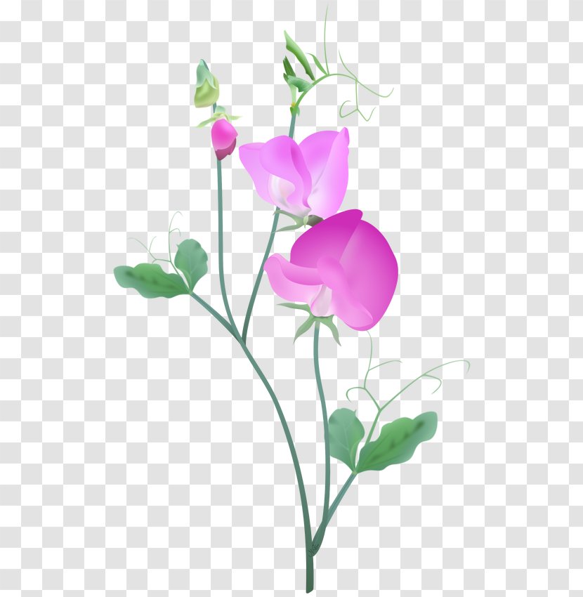 Cut Flowers Garden Roses Floristry - Violet - Pea Transparent PNG
