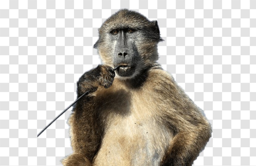 Chacma Baboon Image Monkey King Spider Transparent PNG