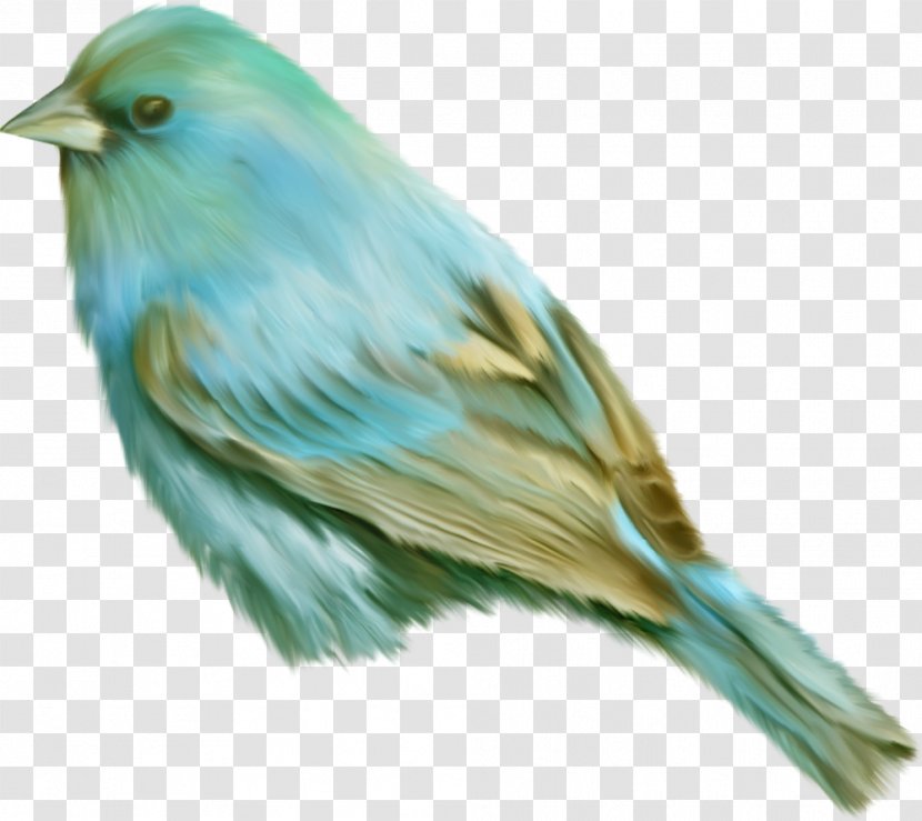 Bird Clip Art Image Turquoise Jay - Whiskered Treeswift Transparent PNG