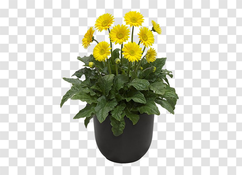 Transvaal Daisy Cut Flowers Yellow Color Flowerpot - Nursery - Chrysanthemum Transparent PNG