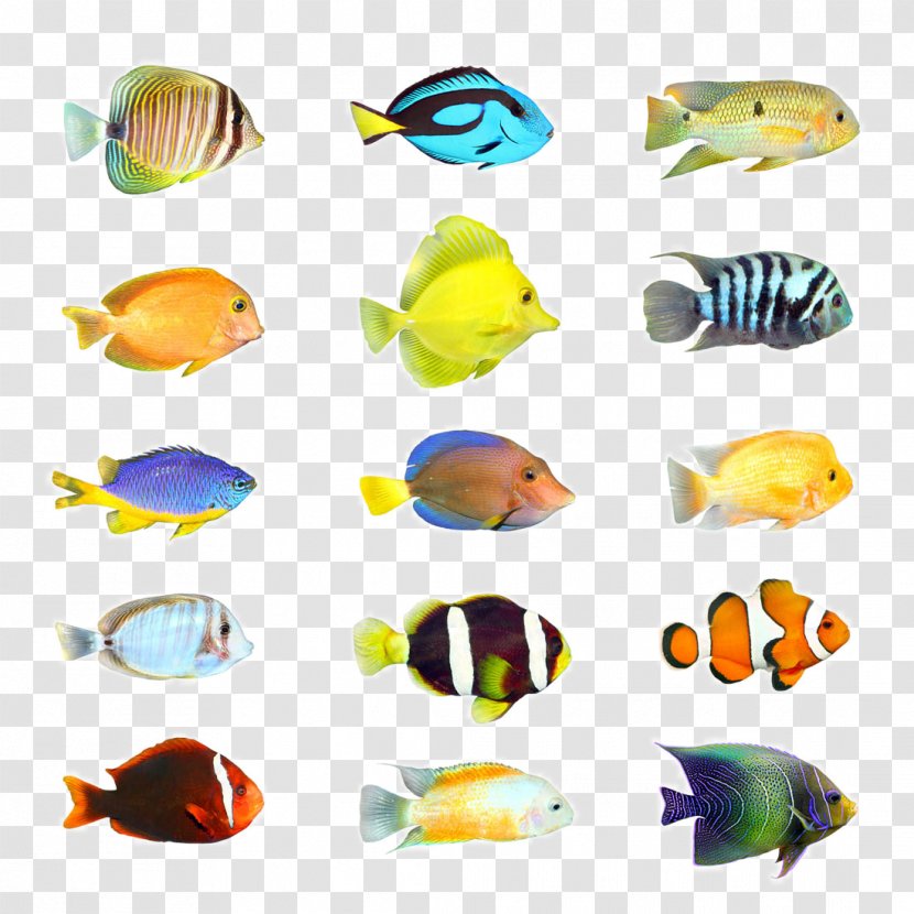 Tropical Fish Stock Photography Aquarium - Guppy Transparent PNG