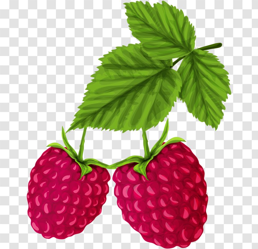 Red Raspberry Drawing - Strawberries - Hand-painted Strawberry Transparent PNG