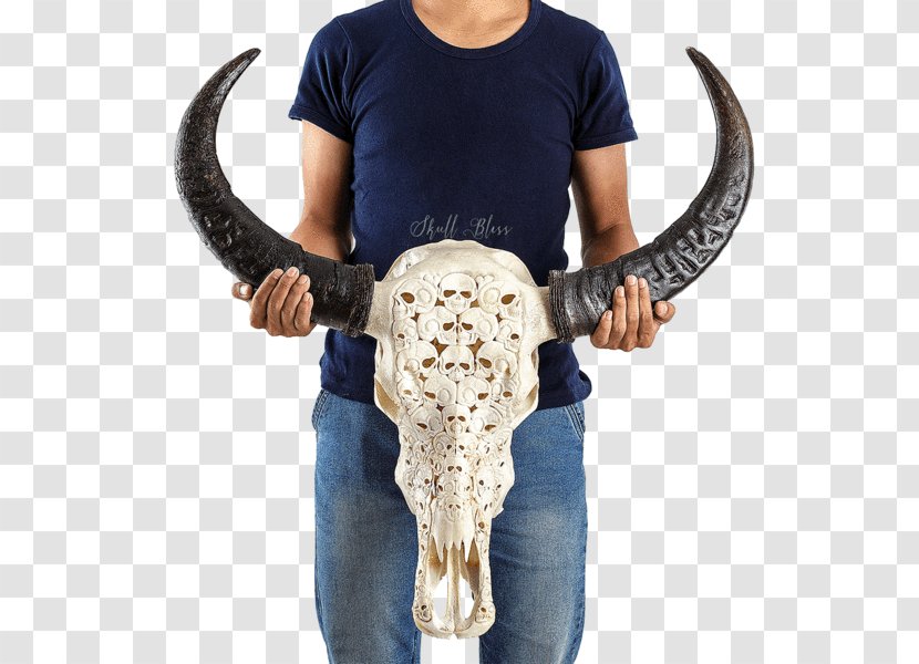 Human Skeleton Skull Cattle - Buffalo Transparent PNG