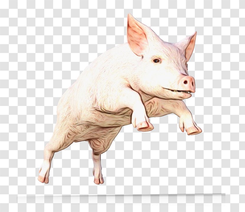 Daffy Duck - Pork - Boar Animal Figure Transparent PNG