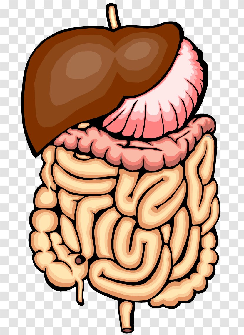 Gastrointestinal Tract Small Intestine Large Clip Art - Silhouette - Digestive System Clipart Transparent PNG