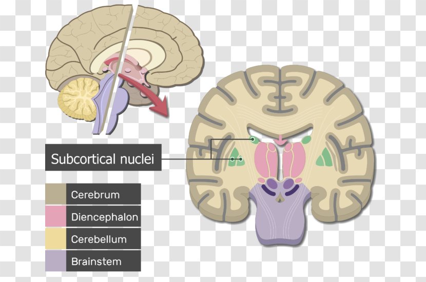 Human Brain Cerebrum Cerebral Cortex Anatomy - Tree Transparent PNG