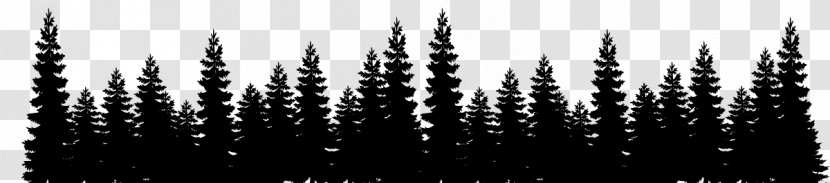 Tree Shortleaf Black Spruce Nature White - Vegetation - Sprucefir Forest Transparent PNG