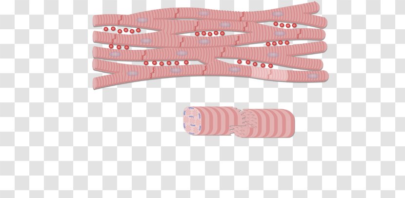 Intercalated Disc Anatomy Cardiac Muscle Gap Junction Myocyte - Watercolor - Tissue Transparent PNG