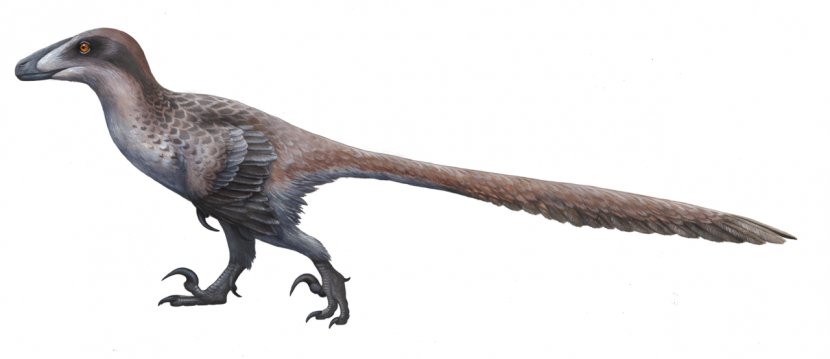 Dakotaraptor Deinonychus Sinornithosaurus Dromaeosaurus Utahraptor - Wing - Pictures Of Dinosours Transparent PNG