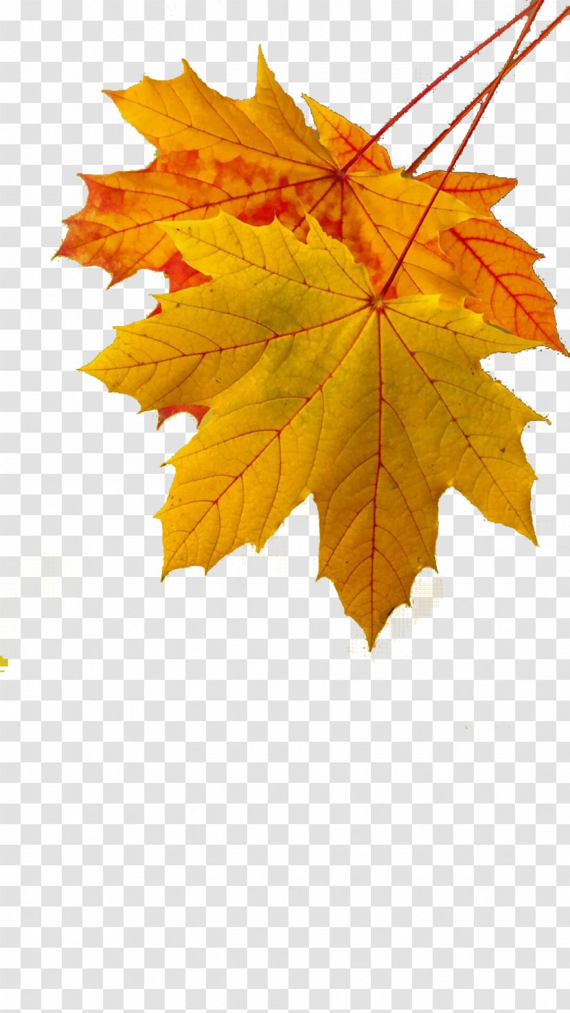 Maple Leaf Autumn Color Yellow - Deciduous - Golden Leaves Transparent PNG