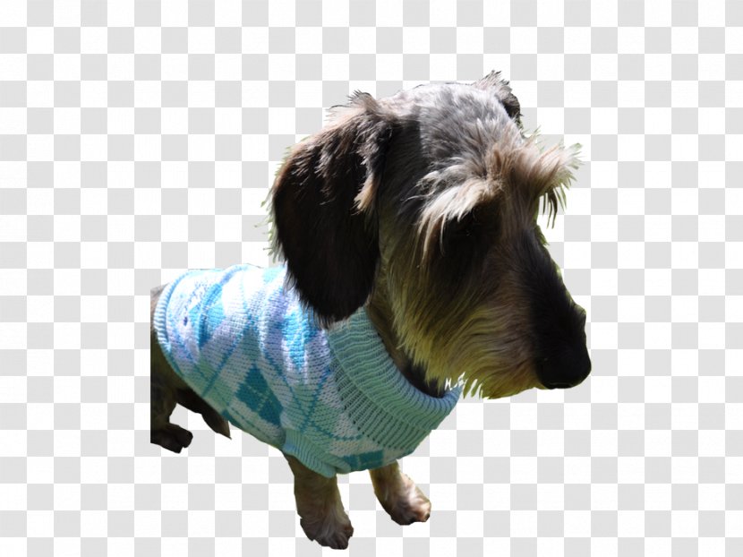 Petit Basset Griffon Vendéen Puppy Hound Grand Briquet - Dog Transparent PNG